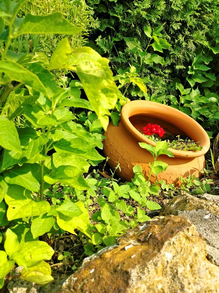 Fresh greenery