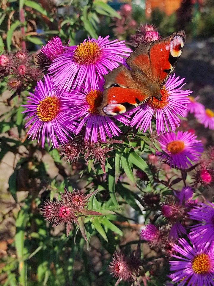autumn