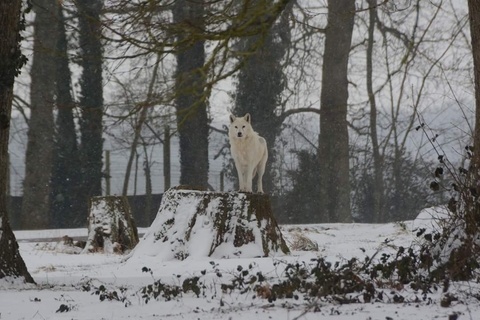longleat wolf