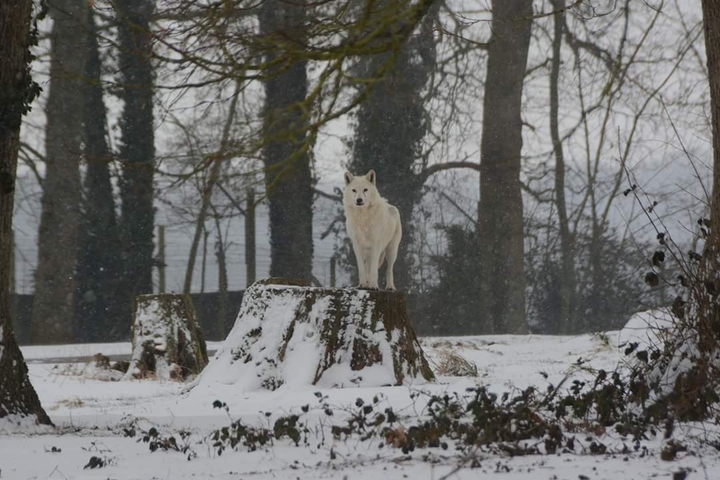 longleat wolf