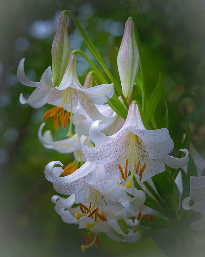lilium