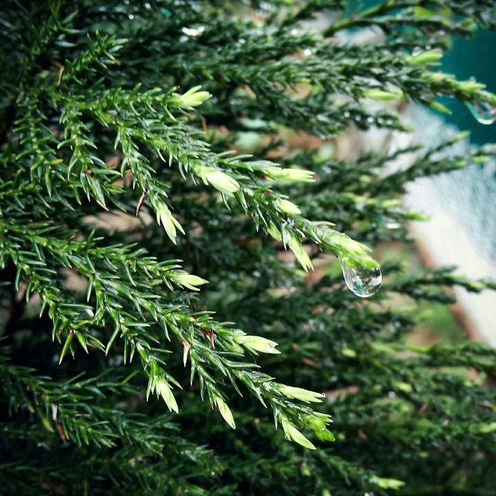 Dew drops
