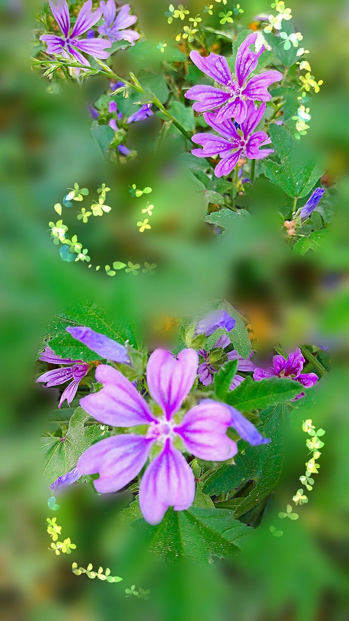 цветы