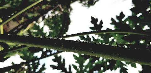 morning dew