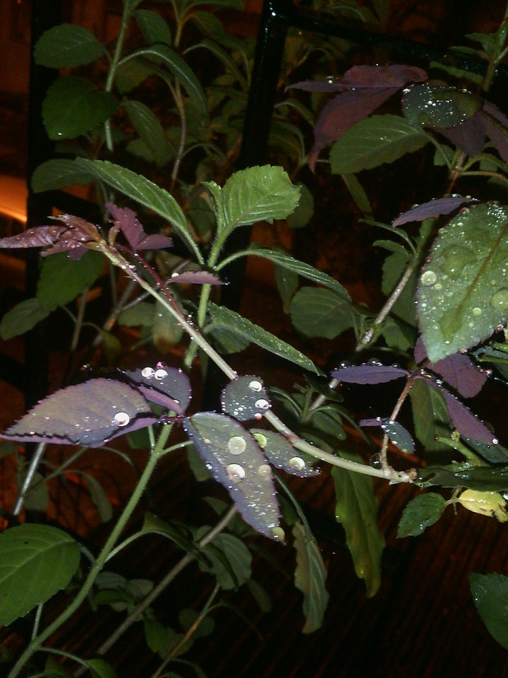leaves with water droplets