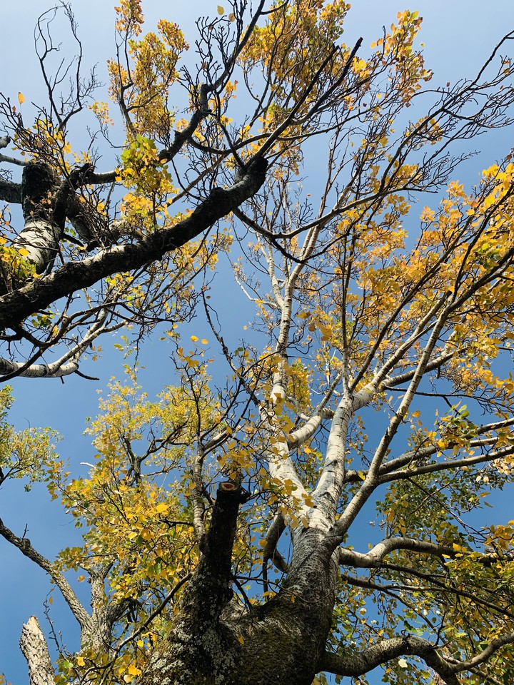 Sky through leafs