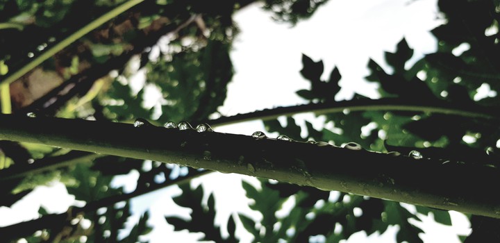 morning dew