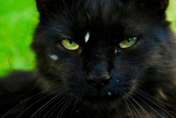 cat