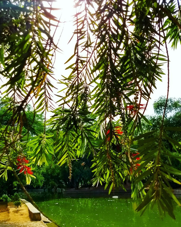 Green leaf