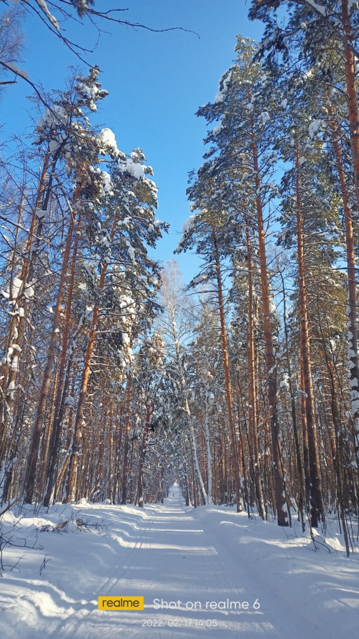 лес
