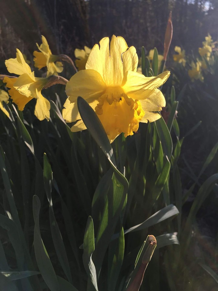spring