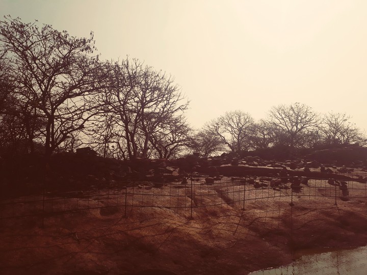 Dry treea