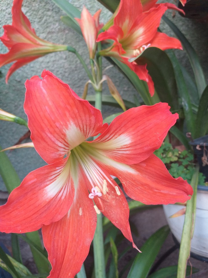 Liliom