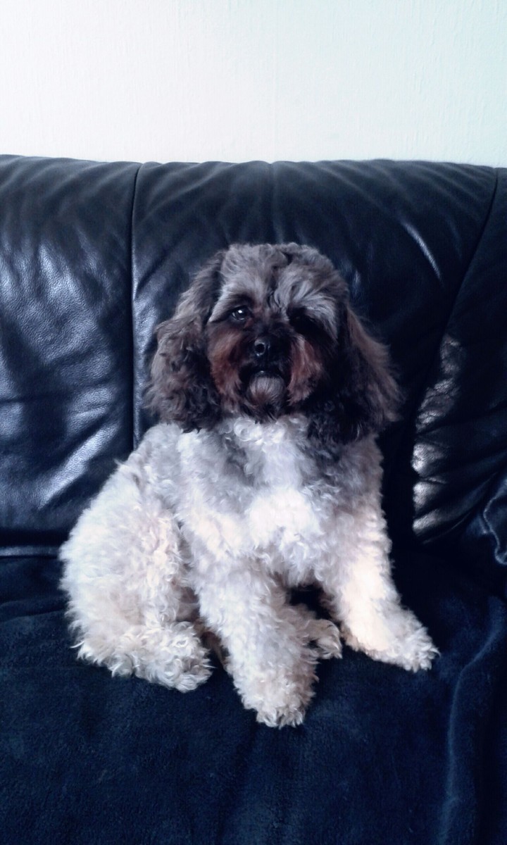 Puppy