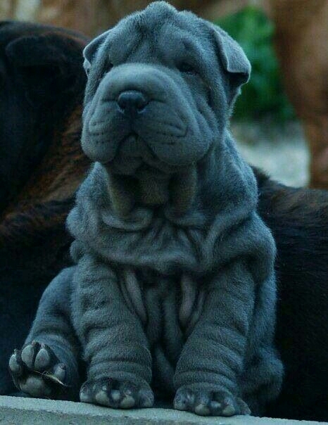 perro sharpei gris.