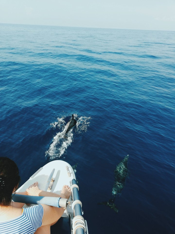 underwater creatures