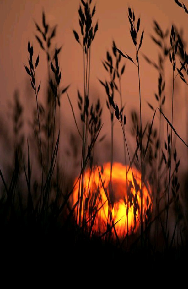 sun