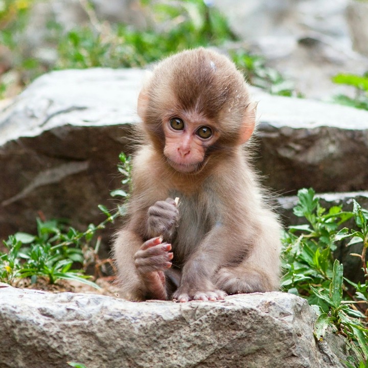 cute monkey