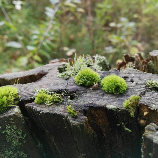 beim Waldspaziergang