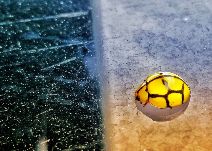 Lady bug