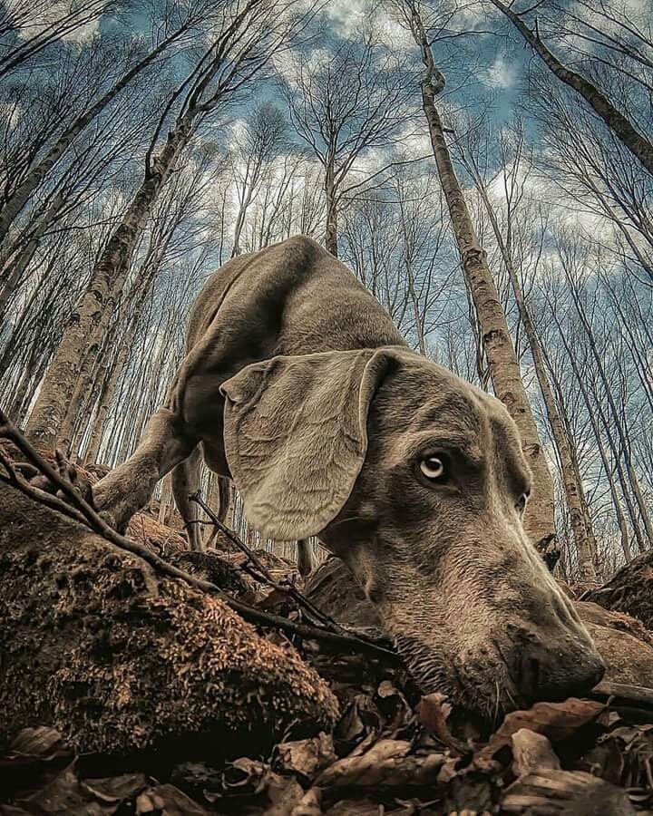 dog