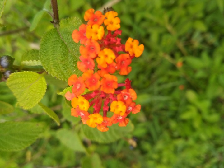 flower