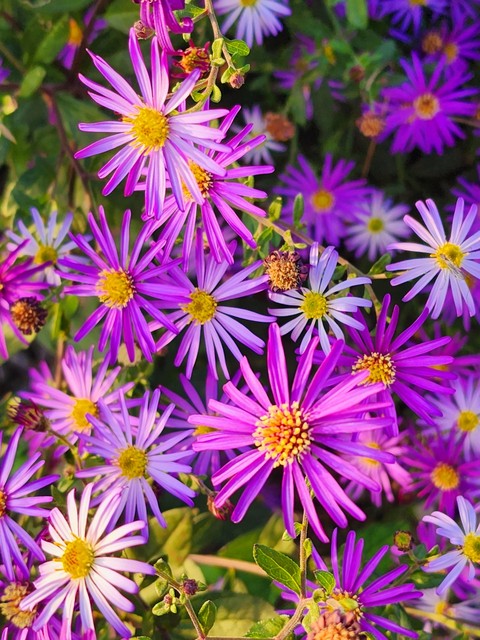 tapety magenta, nature