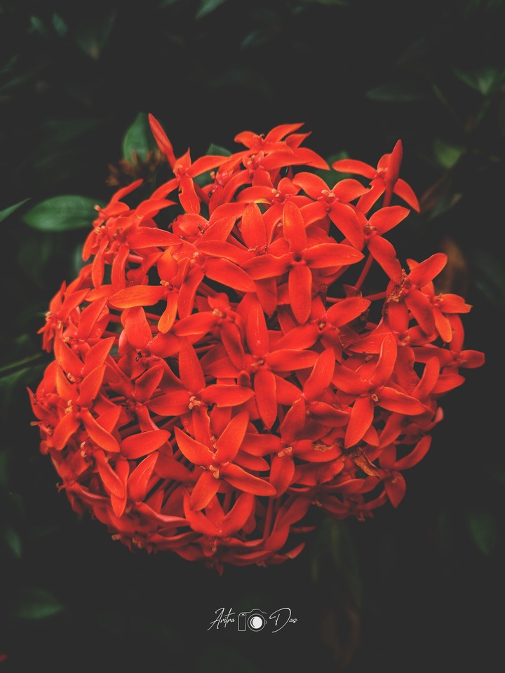 The Red Flower
