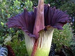 flores exóticas
