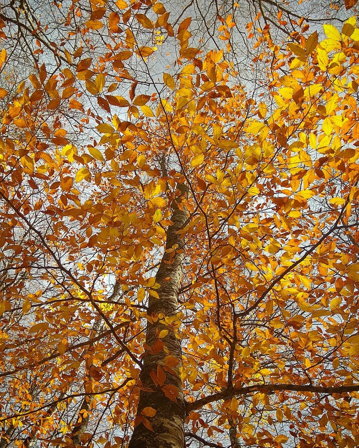 Autumn