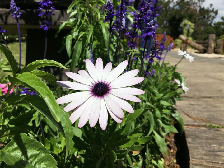 flower