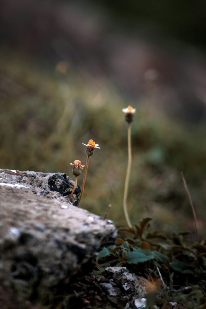 Beautiful small flower.