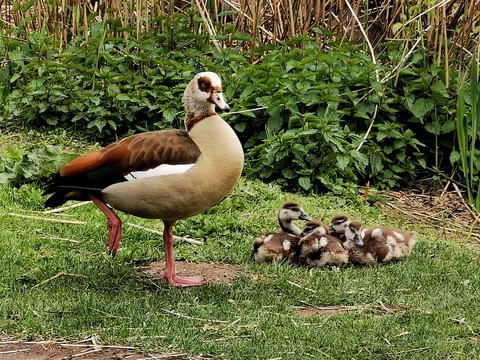 mama goose with babies