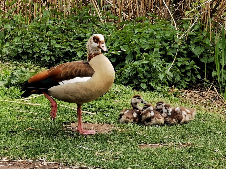 mama goose with babies