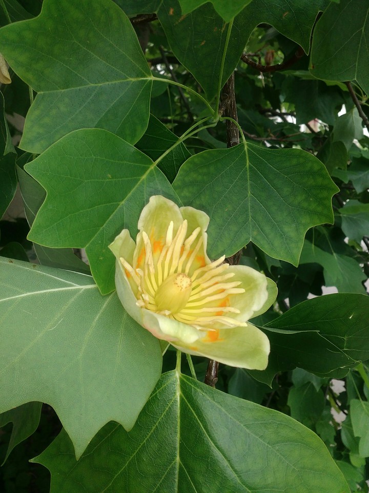Tulipe tree