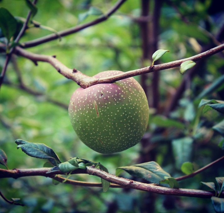 Little apple :)