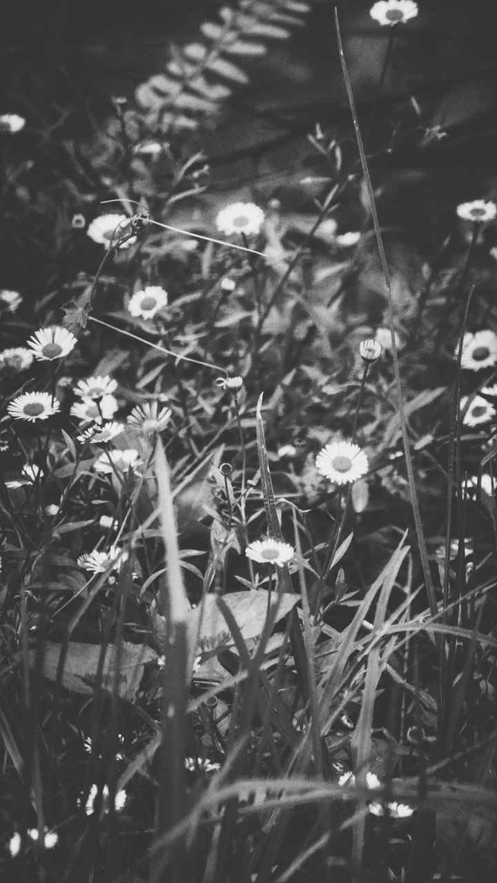 Wild flowers.
