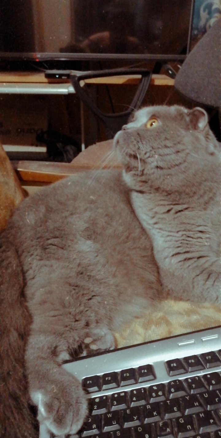 котяра