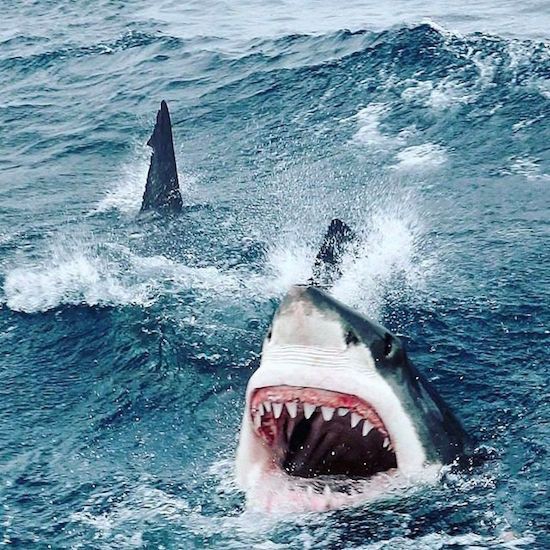 Great White
