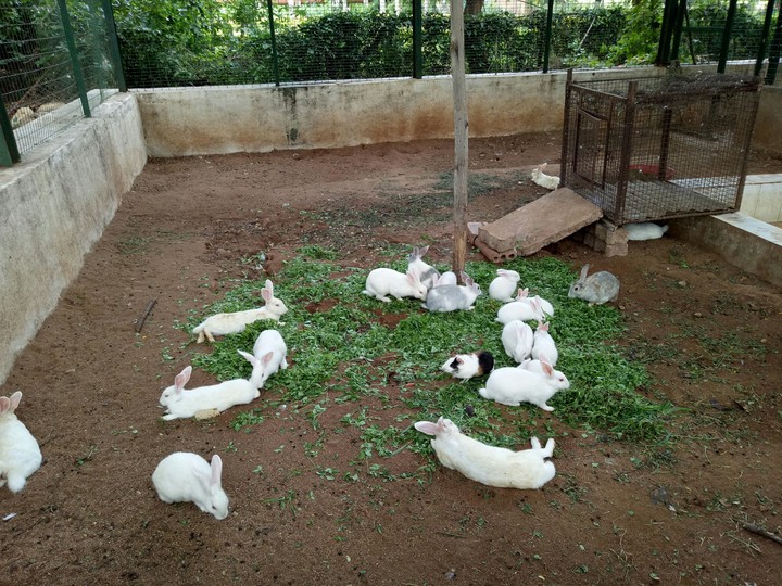 Rabbit
