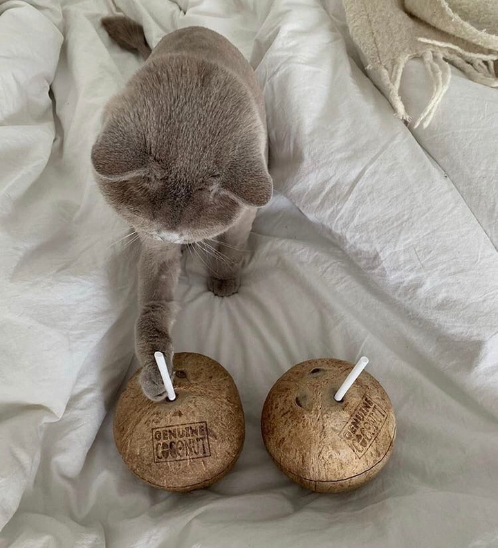 котик