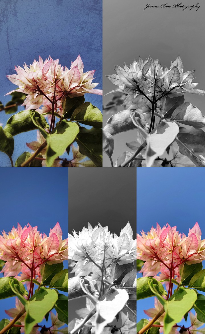 paper flower