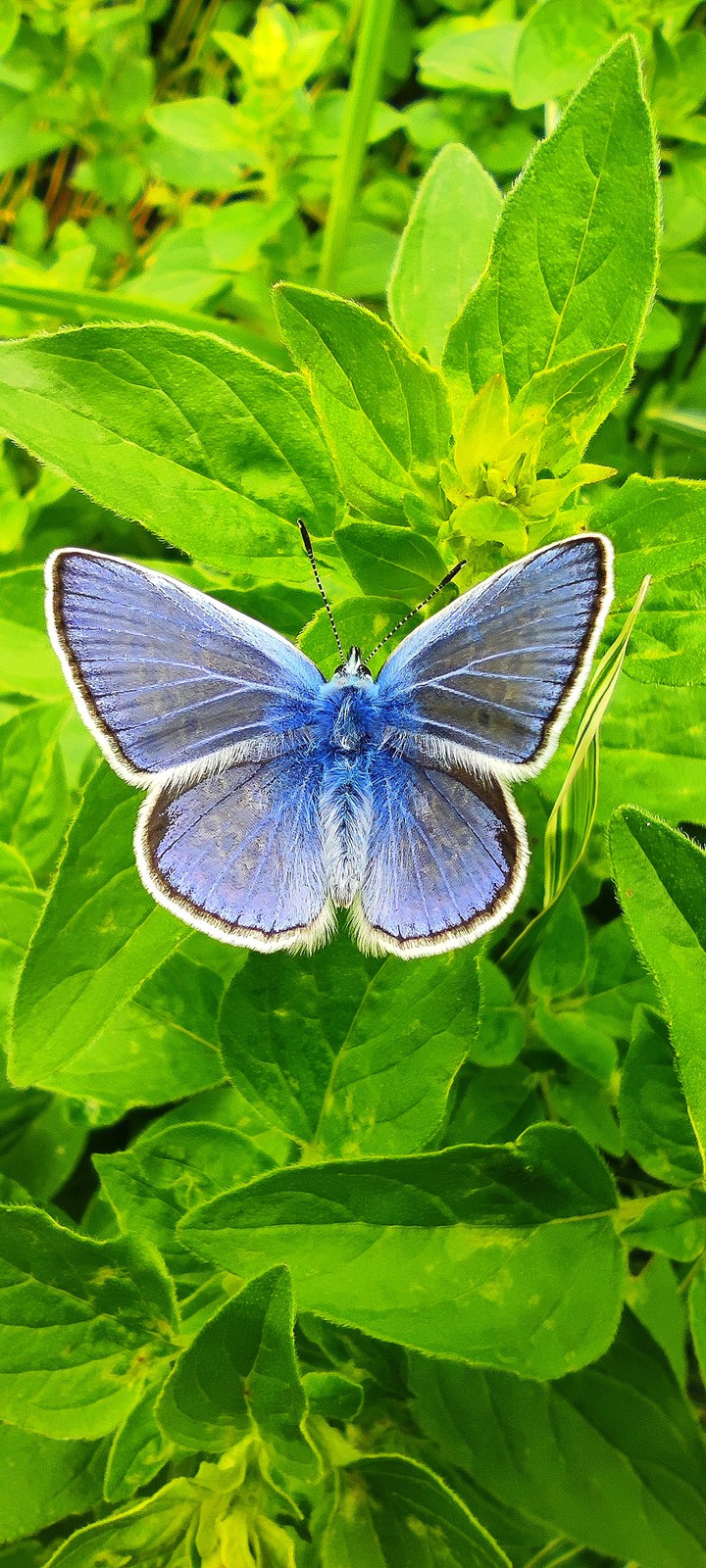 Polyommatus icarus eating my oregano