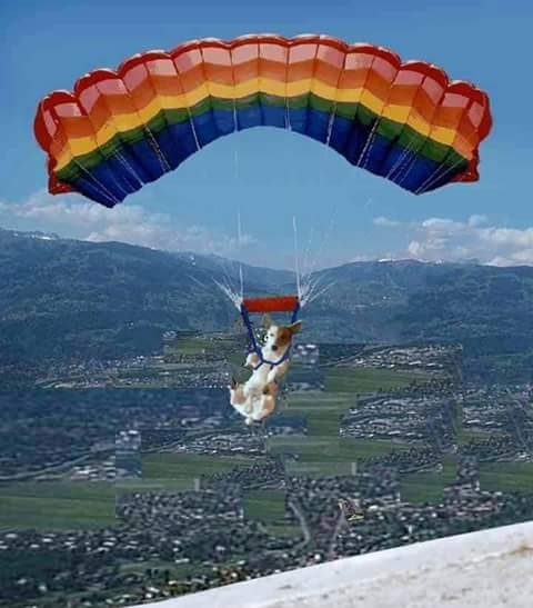 High flying Bud