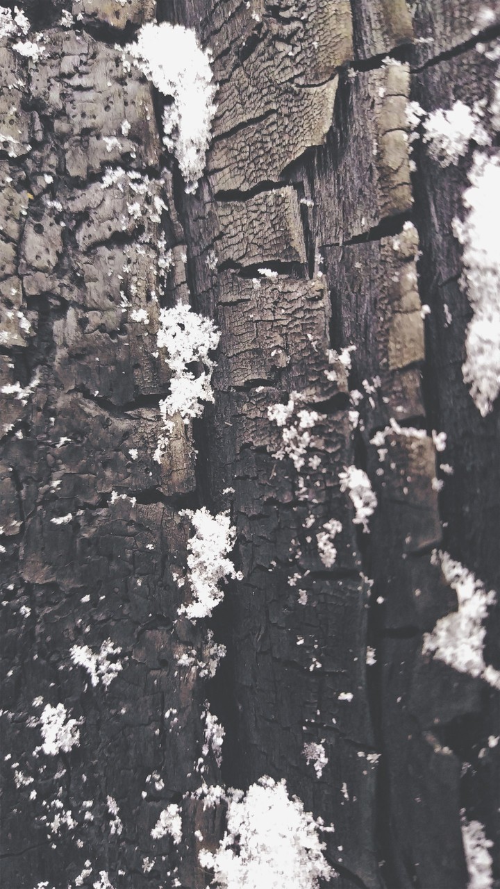 burned wood