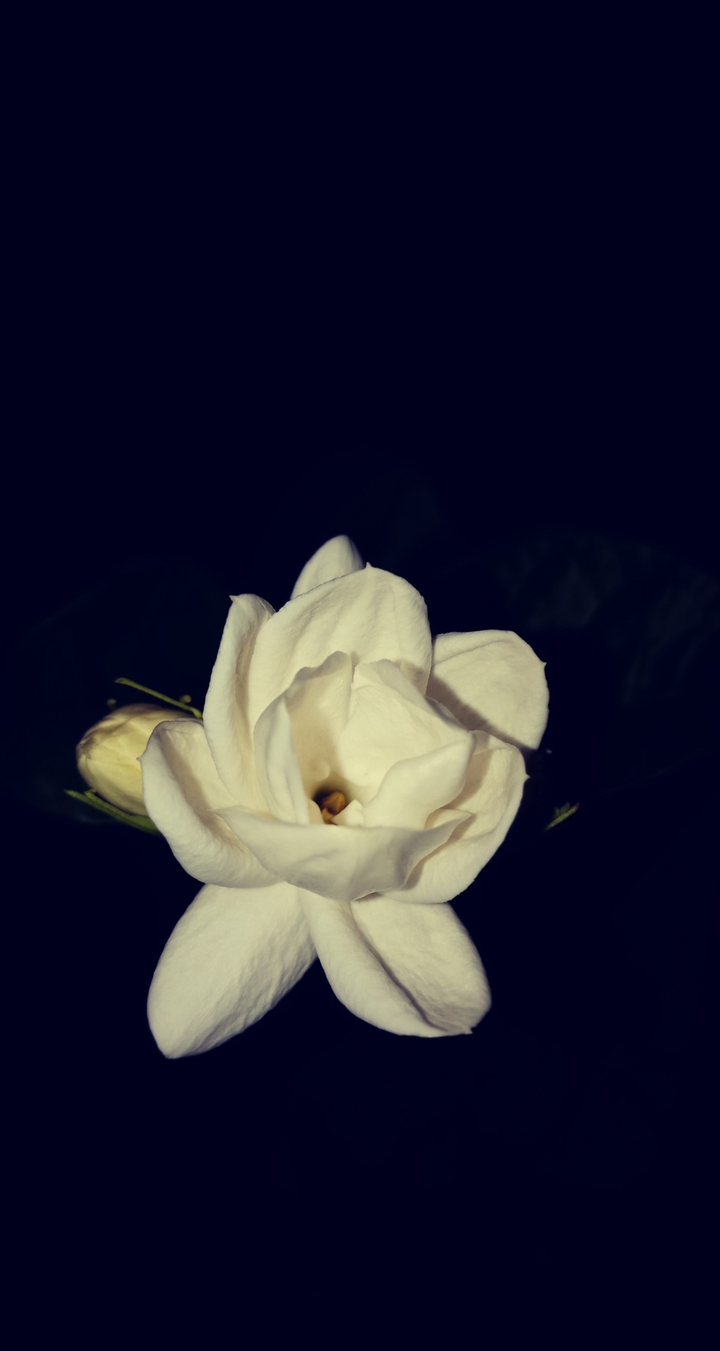 jasmine