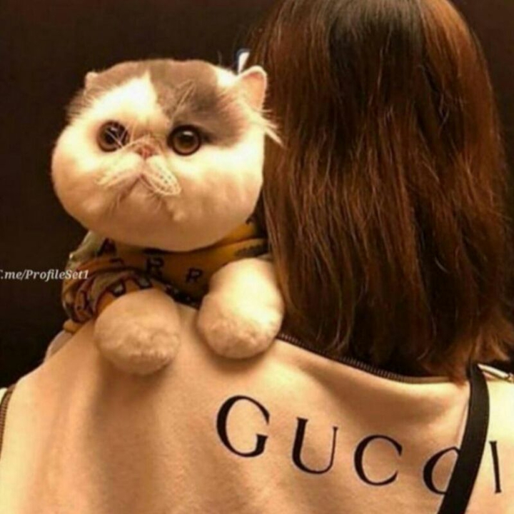 gucci cat