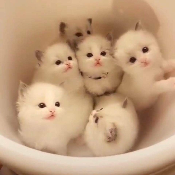 Kitty's