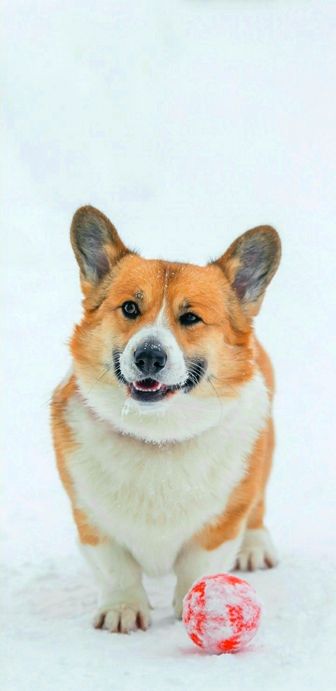 Cute Dog❤❤