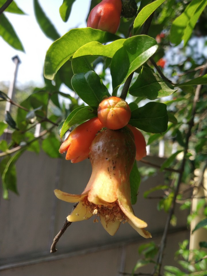 Pomegranate